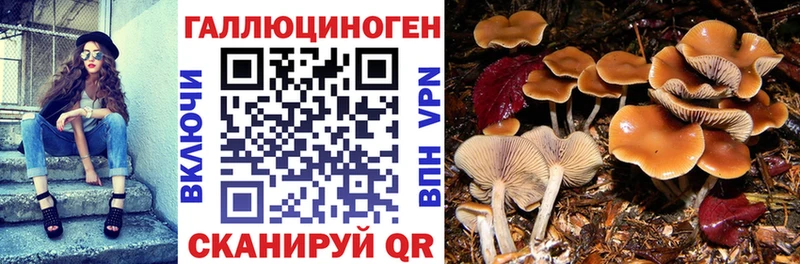 Псилоцибиновые грибы Psilocybine cubensis  Химки 